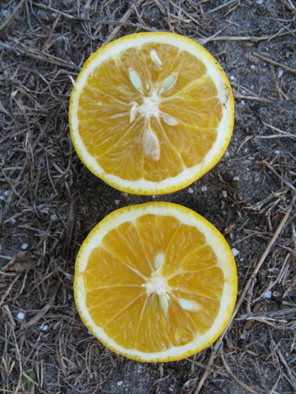              Fruit cross-section (Winter Haven, FL)       